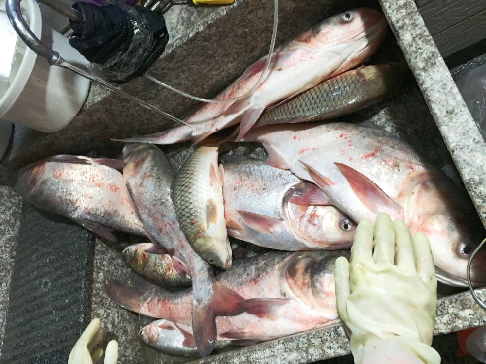河北釣魚網(wǎng)最新魚訊速遞，探索垂釣勝地的實時動態(tài)