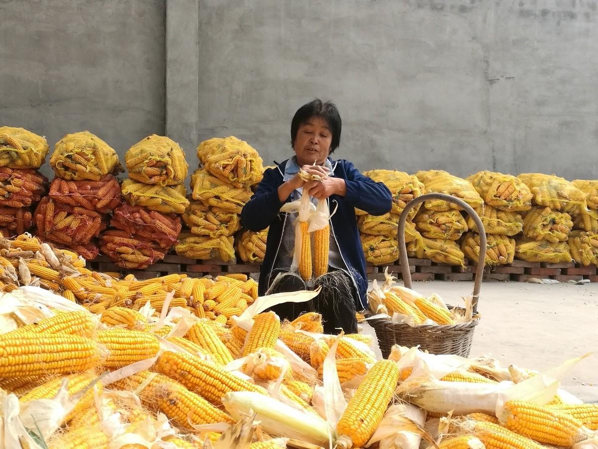 黑玉米價(jià)格最新行情動(dòng)態(tài)更新????