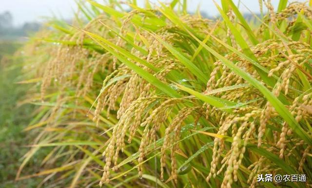 最新水稻除草劑技術(shù)科普，了解水稻除草劑的發(fā)展與趨勢
