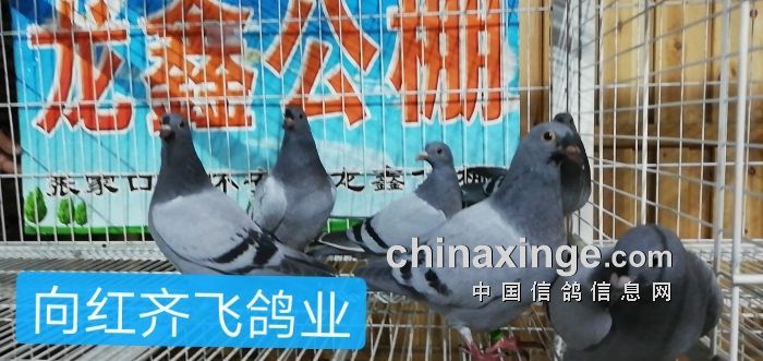 龍鑫公棚最新公告,龍鑫公棚最新公告，觀點論述