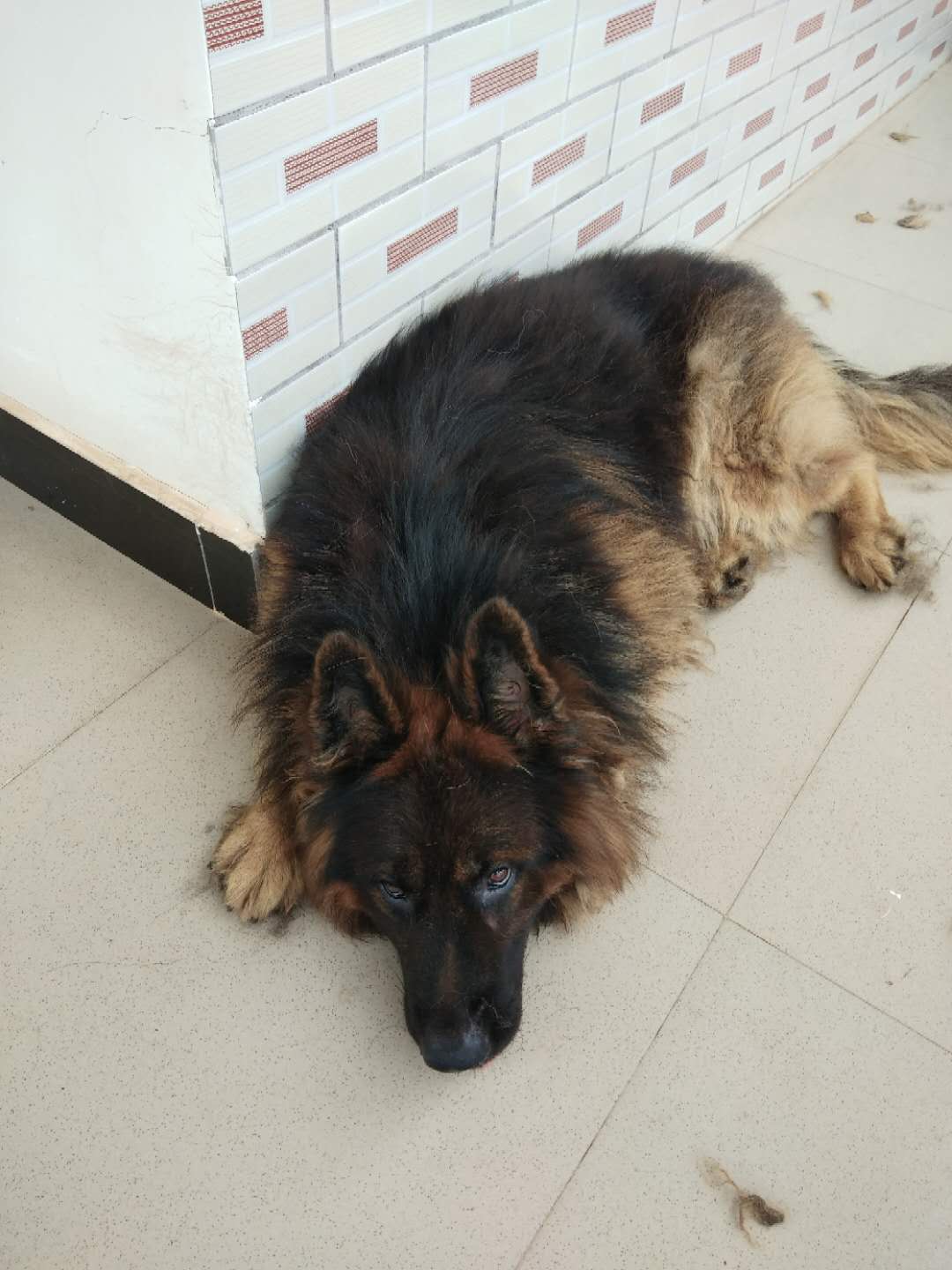 科技重塑牧羊犬市場，最新長毛牧羊犬價格及未來生活體驗展望
