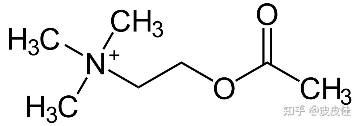 最新研究發(fā)現(xiàn) 乙酰膽堿,最新研究發(fā)現(xiàn)，乙酰膽堿