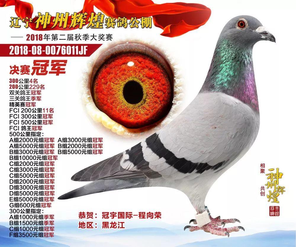 中衛(wèi)賽鴿公棚最新通告與小巷深處的獨(dú)特風(fēng)味探秘揭秘