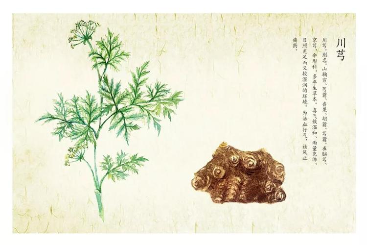川芎最新藥典版揭秘，小巷深處的神秘藥香探索