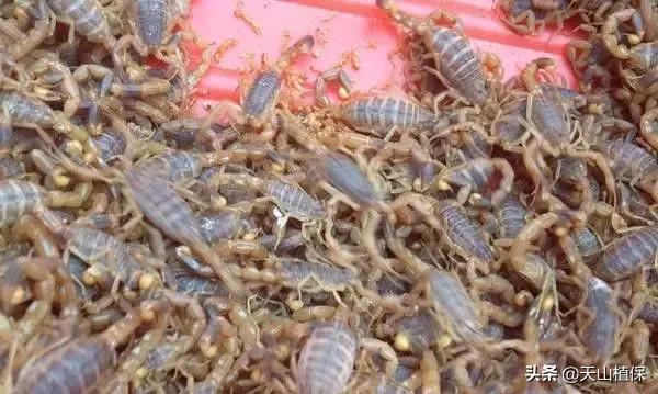 安國房屋最新出售信息匯總