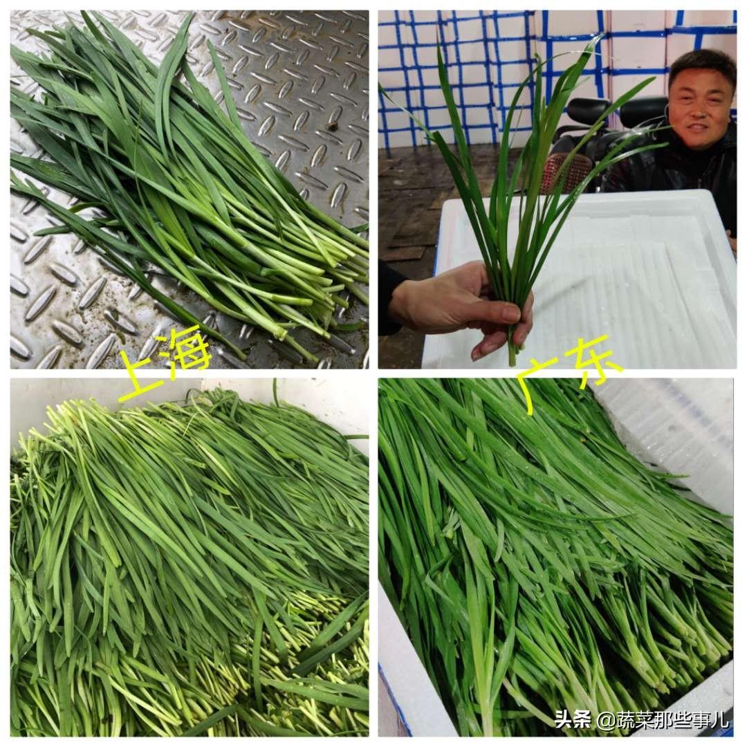 今日線椒價格行情及深度分析，最新市場動態(tài)揭秘