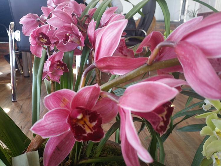 蕙蘭最新價(jià)格表揭秘，小巷深處的秘密花園