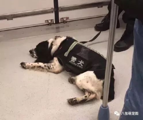 時代背景下的英勇警犬，最新警犬電視劇大全精彩呈現(xiàn)