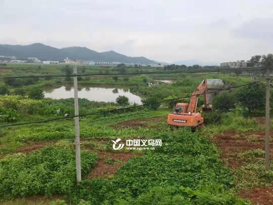 義烏北苑柳青，最新新聞、日常趣事與友情的溫暖紐帶報道