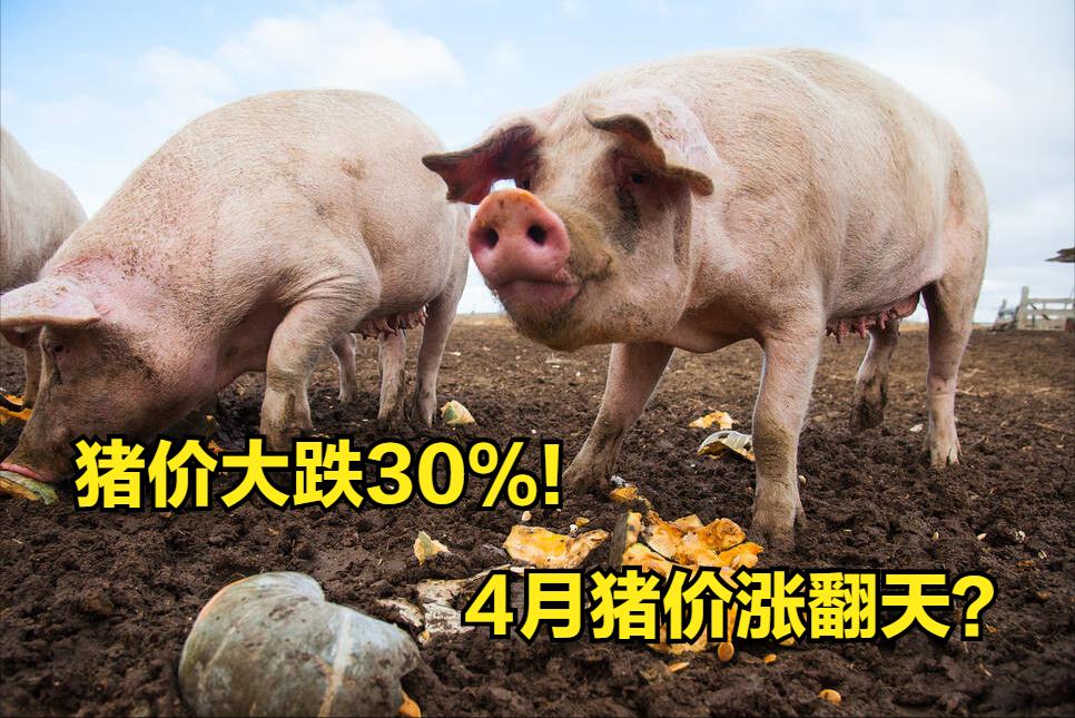 全國最新豬價行情動態(tài)更新