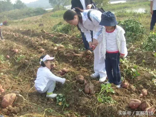 富順縣縣領導最新分工概況