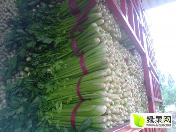 中牟芹菜價(jià)格動(dòng)態(tài)及自信成就之路探索